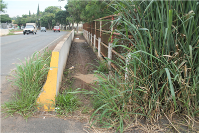 Mato alto em ponte na Vila Azenha