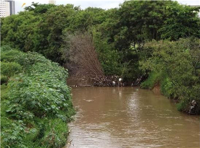 Bambuzal está no leito do ribeirão, na altura do jardim São Jorge